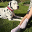 Pastel Pup Bamboo Trainer Socks 3 Pack