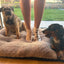 Pink Pup Bamboo Trainer Socks 3 Pack
