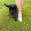 Cat Bamboo Trainer Socks