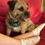 Pink Pup Bamboo Trainer Socks 3 Pack