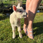 Sheep Bamboo Trainer Socks