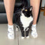 Cat Bamboo Trainer Socks