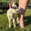 Sheep Bamboo Trainer Socks - SALE! - Dusty pink