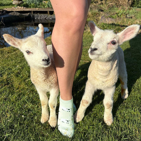 Sheep Bamboo Trainer Socks - SALE! - Mint